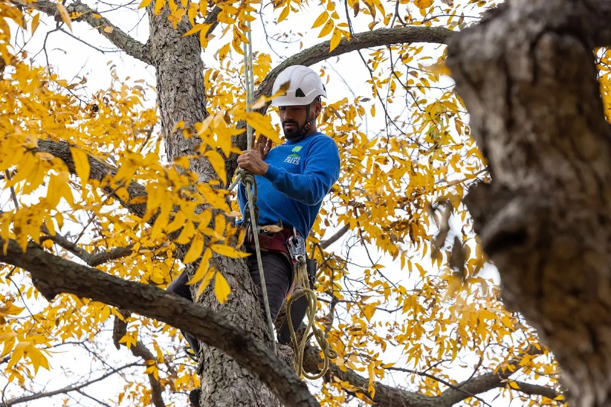 Skilled Tree Pruning crew working in Bradford